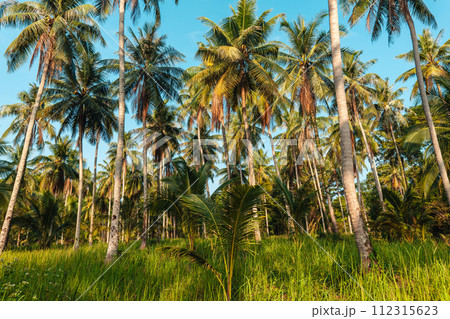 Palm trees leading to the beach,travel summer on island Palm trees leading to the beach,travel summer on island 112315623