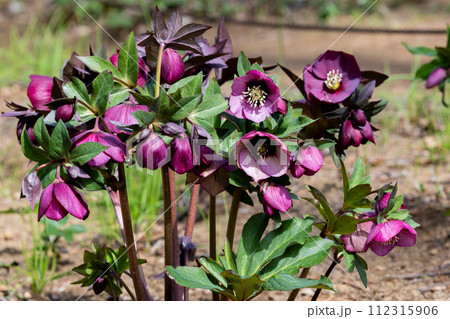 早春の庭に咲く濃い紫色のクリスマスローズ 早春の庭に咲く濃い紫色のクリスマスローズ 112315906