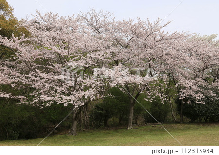 稲取高原の満開の桜 112315934