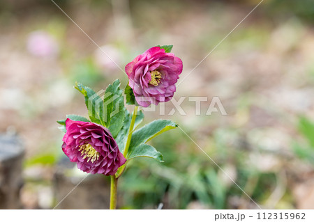 早春の庭に咲くピンク色のクリスマスローズ 早春の庭に咲くピンク色のクリスマスローズ 112315962