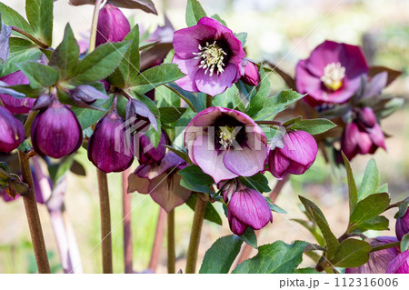 早春の庭に咲く紫色のクリスマスローズ 112316006