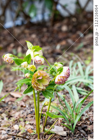 早春の庭に咲く赤い縁取りのクリスマスローズ 早春の庭に咲く赤い縁取りのクリスマスローズ 112316064