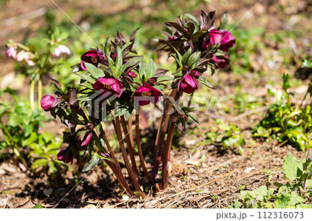 早春の庭に咲く赤いクリスマスローズ 早春の庭に咲く赤いクリスマスローズ 112316073