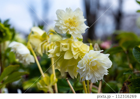 早春の庭に咲く黄色のクリスマスローズ 早春の庭に咲く黄色のクリスマスローズ 112316269