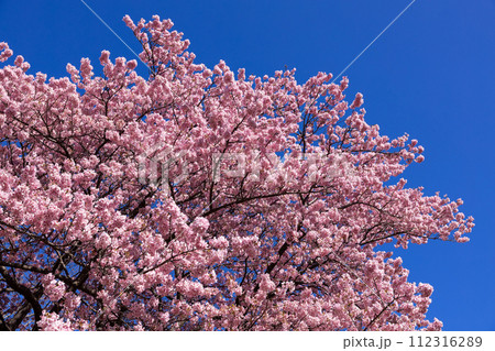 早春の美しい河津桜　(南伊豆町） 112316289