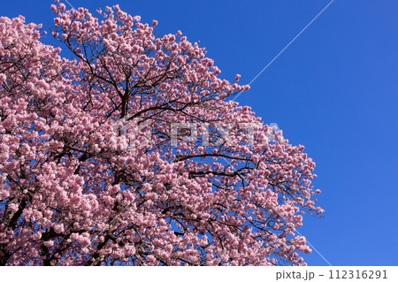 早春の美しい河津桜 (南伊豆町) 早春の美しい河津桜 (南伊豆町) 112316291