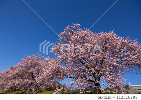 早春の美しい河津桜　(南伊豆町） 112316295