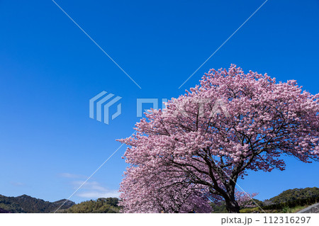 早春の美しい河津桜　(南伊豆町） 112316297