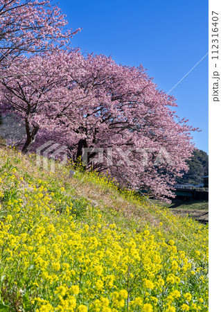 早春の美しい河津桜と菜の花の風景 (南伊豆町) 早春の美しい河津桜と菜の花の風景 (南伊豆町) 112316407
