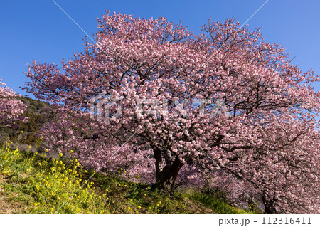 早春の美しい河津桜と菜の花の風景　(南伊豆町） 112316411