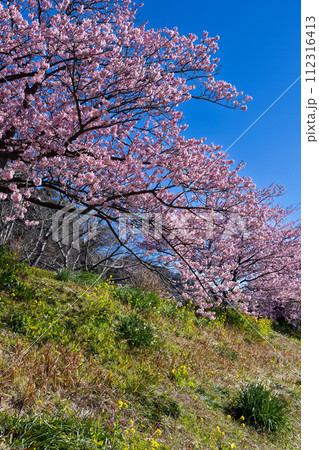 早春の美しい河津桜と菜の花の風景　(南伊豆町） 112316413