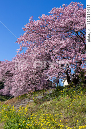 早春の美しい河津桜と菜の花の風景　(南伊豆町） 112316415
