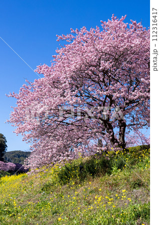 早春の美しい河津桜と菜の花の風景　(南伊豆町） 112316417