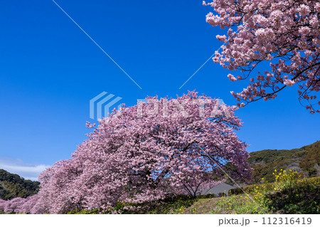 早春の美しい河津桜と菜の花の風景　(南伊豆町） 112316419