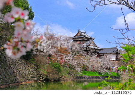 【奈良県】晴天の郡山城と満開の桜（追手向櫓） 112316576