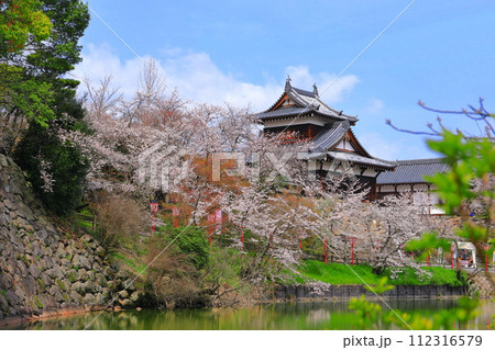 【奈良県】晴天の郡山城と満開の桜（追手向櫓） 112316579