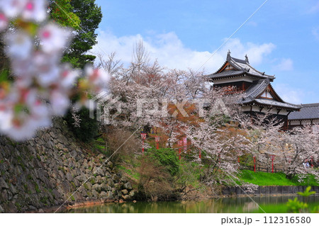 【奈良県】晴天の郡山城と満開の桜（追手向櫓） 112316580