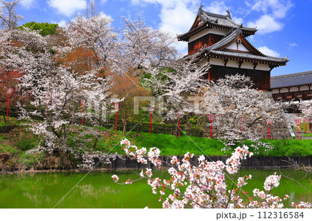 【奈良県】晴天の郡山城と満開の桜(追手向櫓) 【奈良県】晴天の郡山城と満開の桜(追手向櫓) 112316584