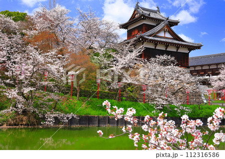 【奈良県】晴天の郡山城と満開の桜（追手向櫓） 112316586