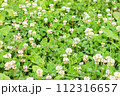 しろつめくさ～クローバー～ 112316657