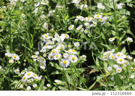 野草にモンシロチョウ 112316666