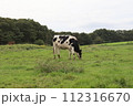 草原に牛（ホルスタイン）が草を食む 112316670
