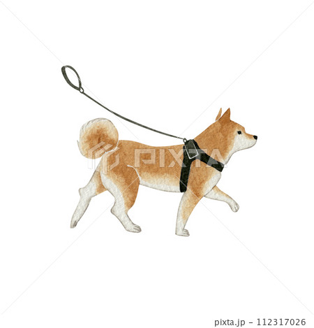 ハーネスを付けて散歩している柴犬　水彩 イラスト  112317026