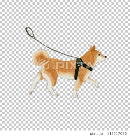 ハーネスを付けて散歩している柴犬　水彩 イラスト  112317026