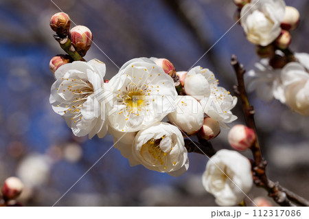 早春に咲く美しい梅の花 月宮殿 早春に咲く美しい梅の花 月宮殿 112317086