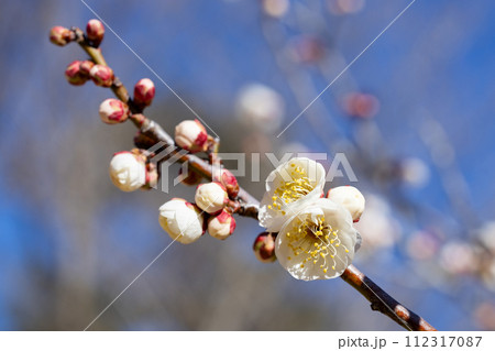 早春に咲く美しい梅の花 月宮殿 早春に咲く美しい梅の花 月宮殿 112317087