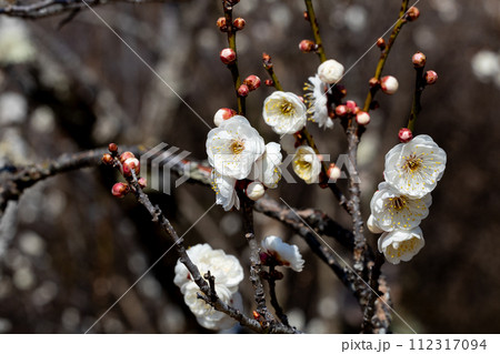 早春に咲く美しい梅の花 月宮殿 早春に咲く美しい梅の花 月宮殿 112317094