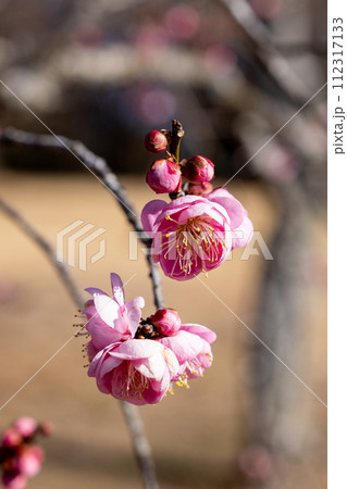 早春に咲く美しい梅の花 花香美 早春に咲く美しい梅の花 花香美 112317133