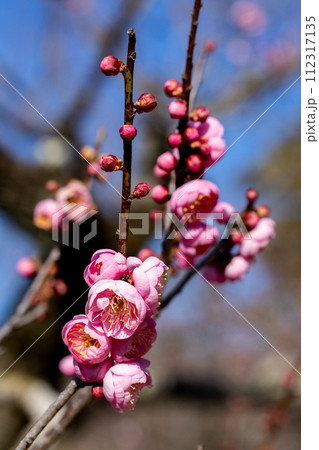早春に咲く美しい梅の花　花香美 112317135