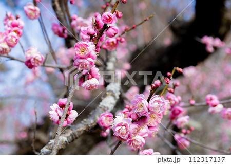 早春に咲く美しい梅の花 花香美 早春に咲く美しい梅の花 花香美 112317137