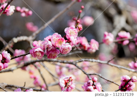早春に咲く美しい梅の花 花香美 早春に咲く美しい梅の花 花香美 112317139