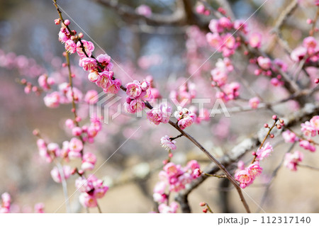 早春に咲く美しい梅の花 花香美 早春に咲く美しい梅の花 花香美 112317140