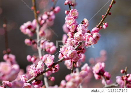 早春に咲く美しい梅の花　花香美 112317145