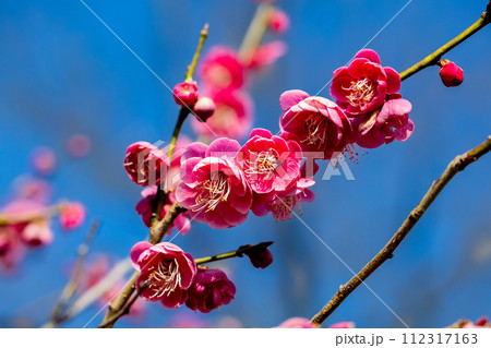 早春に咲く美しい梅の花 緋の司 早春に咲く美しい梅の花 緋の司 112317163