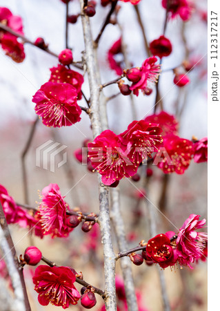 早春に咲く美しい梅の花 鹿児島紅 早春に咲く美しい梅の花 鹿児島紅 112317217