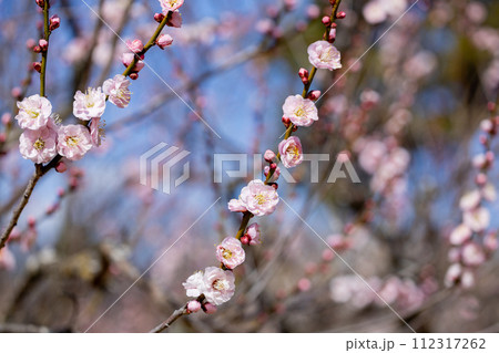 早春に咲く美しい梅の花 見驚 早春に咲く美しい梅の花 見驚 112317262
