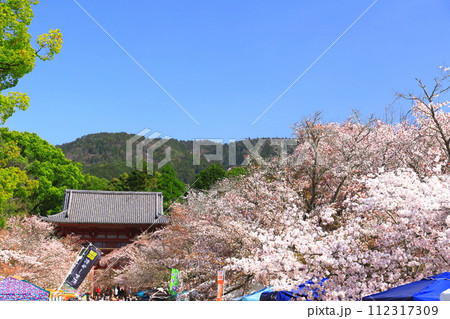 【京都府】桜が満開の醍醐寺（仁王門） 112317309