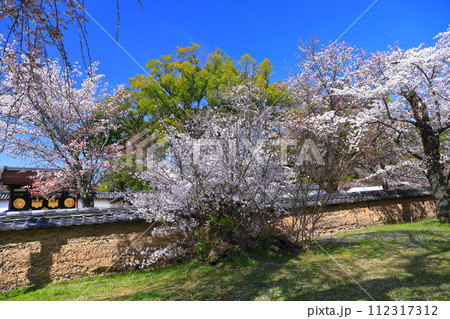 【京都府】桜が満開の醍醐寺(霊宝館) 【京都府】桜が満開の醍醐寺(霊宝館) 112317312