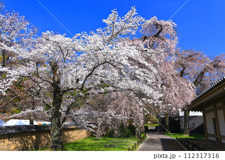 【京都府】桜が満開の醍醐寺（霊宝館） 112317316