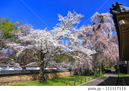 【京都府】桜が満開の醍醐寺（霊宝館） 112317318