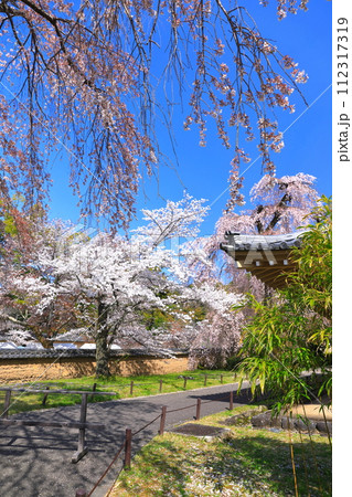 【京都府】桜が満開の醍醐寺(霊宝館) 【京都府】桜が満開の醍醐寺(霊宝館) 112317319