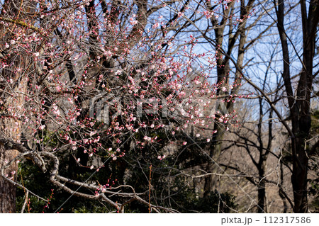 早春の丘で咲くピンク色の梅の花 早春の丘で咲くピンク色の梅の花 112317586