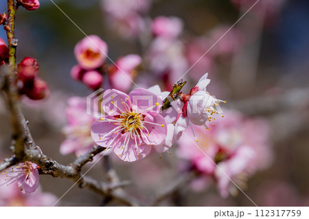 早春に咲く美しい梅の花　烈公梅 112317759