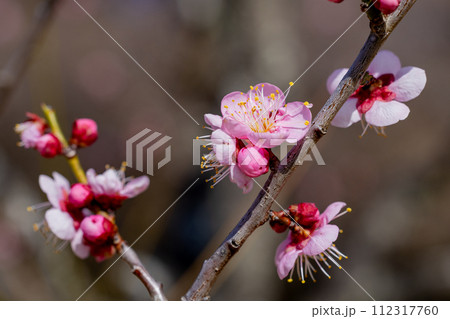 早春に咲く美しい梅の花　烈公梅 112317760