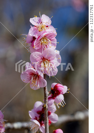 早春に咲く美しい梅の花 烈公梅 早春に咲く美しい梅の花 烈公梅 112317761