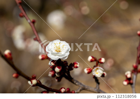 早春の林に咲く白い梅の花 112318056